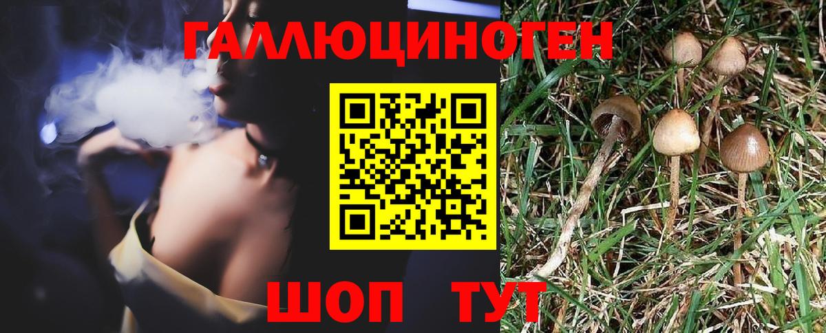 Камень-на-Оби  цены наркотик  Вход с VPN  Галлюциногенные грибы Psilocybine cubensis 